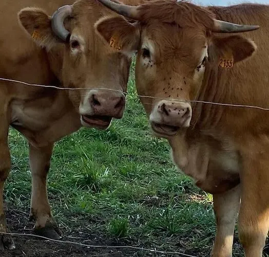 Domainelachevalerie Nyaraló *