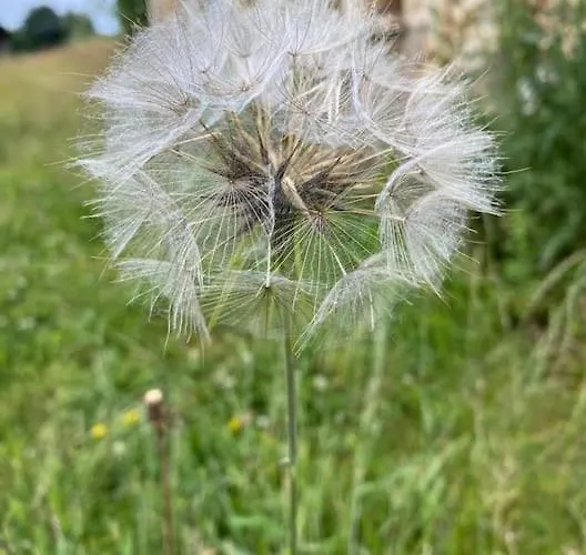 Domainelachevalerie Nyaraló *